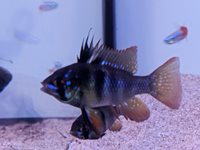 Papilochromis ramirezi black