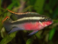 Pelvicachromis pulcher