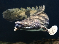 Polypterus endlicheri