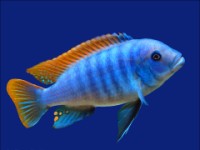 Pseudotropheus greishakei