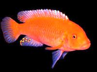 Pseudotropheus zebra red