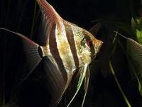 Pterophyllum altum wild form