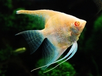 Pterophyllum scalare gold albino