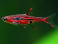 Rasbora brigittae