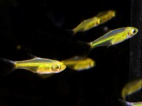 Rasbora kobutai