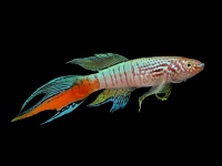 aphyosemion sjoestedti