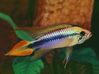 apistogramma agassizi