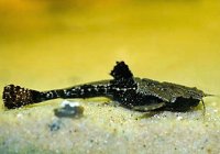 bunocephalus coracoideus