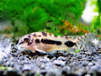 corydoras habrosus