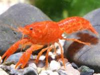 cpo cambarellus patzcuarensis