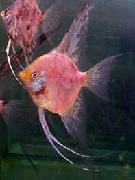 escalar red blushing