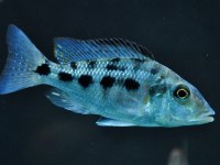 fossorochromis rostratus