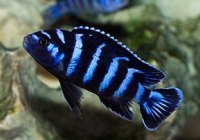 pseudotropheus demasoni