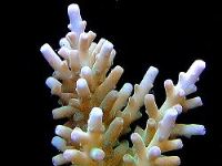 Acropora turaki
