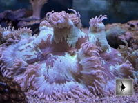 Catalaphyllia Jardinei