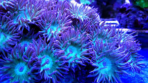 Duncanopsammia axifuga