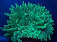 Entacema quadricolor