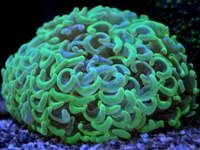 Euphyllia ancora