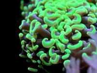 Euphyllia ancora mgreen