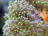 Euphyllia yaeyamaensis