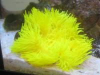 Heteractis malu yellow