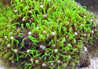 Pachiclavularia star polyps metalic green