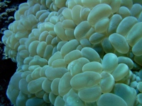 Physogira Lichensteini