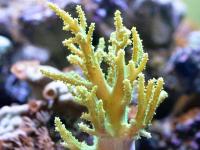 Sinularia flexibilis