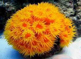 Sun coral