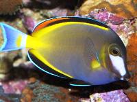 Acanthurus japonicus