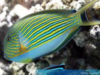 Acanthurus lineatus