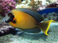 Acanthurus pyroferus