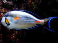 Acanthurus sohal