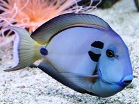 Acanthurus tennenti