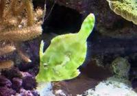 Acreicthys tomentosus