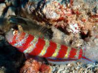 Amblyeleotris wheeleri