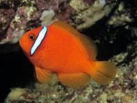 Amphiprion frenatus