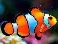 Amphiprion ocelaris