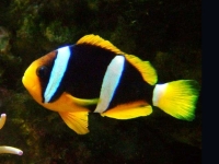 Amphiprion sebae