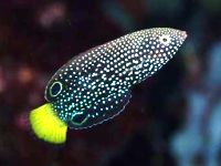 Anampses meleagrides