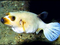 Arothron nigropunctatus