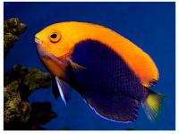 Centropyge acanthops