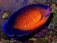 Centropyge bispinosus