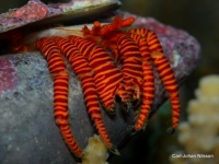 Ciliopagurus strigatus