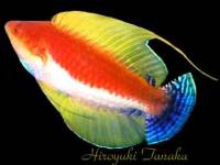 Cirrhilabrus filamentosus