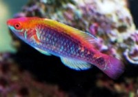 Cirrhilabrus lubbocki