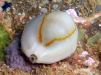 Cyprea annulus