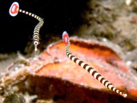 Dunckerocampus dactyliophorus