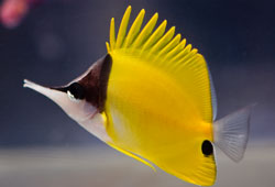 Forcipiger flavissimus