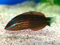 Halichoeres biocellatus